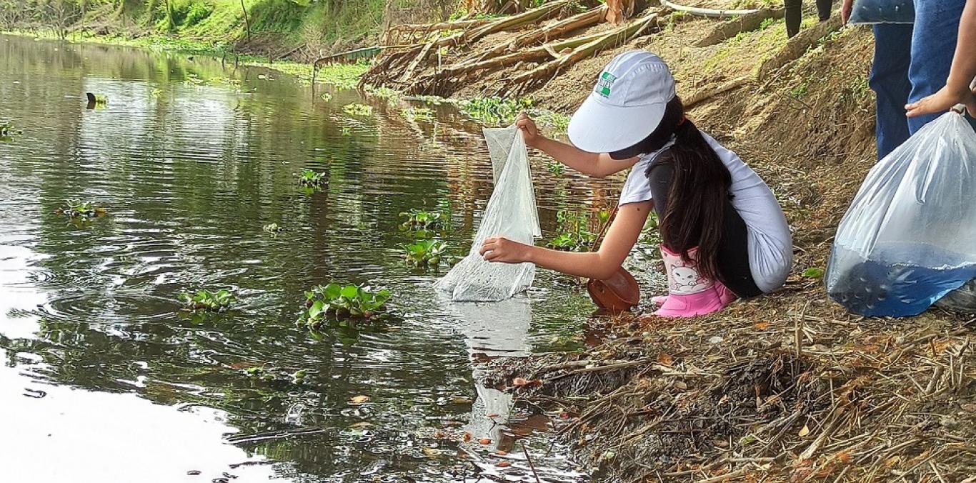 Se siguen repoblando los cuerpos de agua del departamento. A la fecha, van 1’615.000, con lo que se supera la mitad de la cifra propuesta al 2023 por la Corporación, dentro de la estrategia Valle Más Verde.