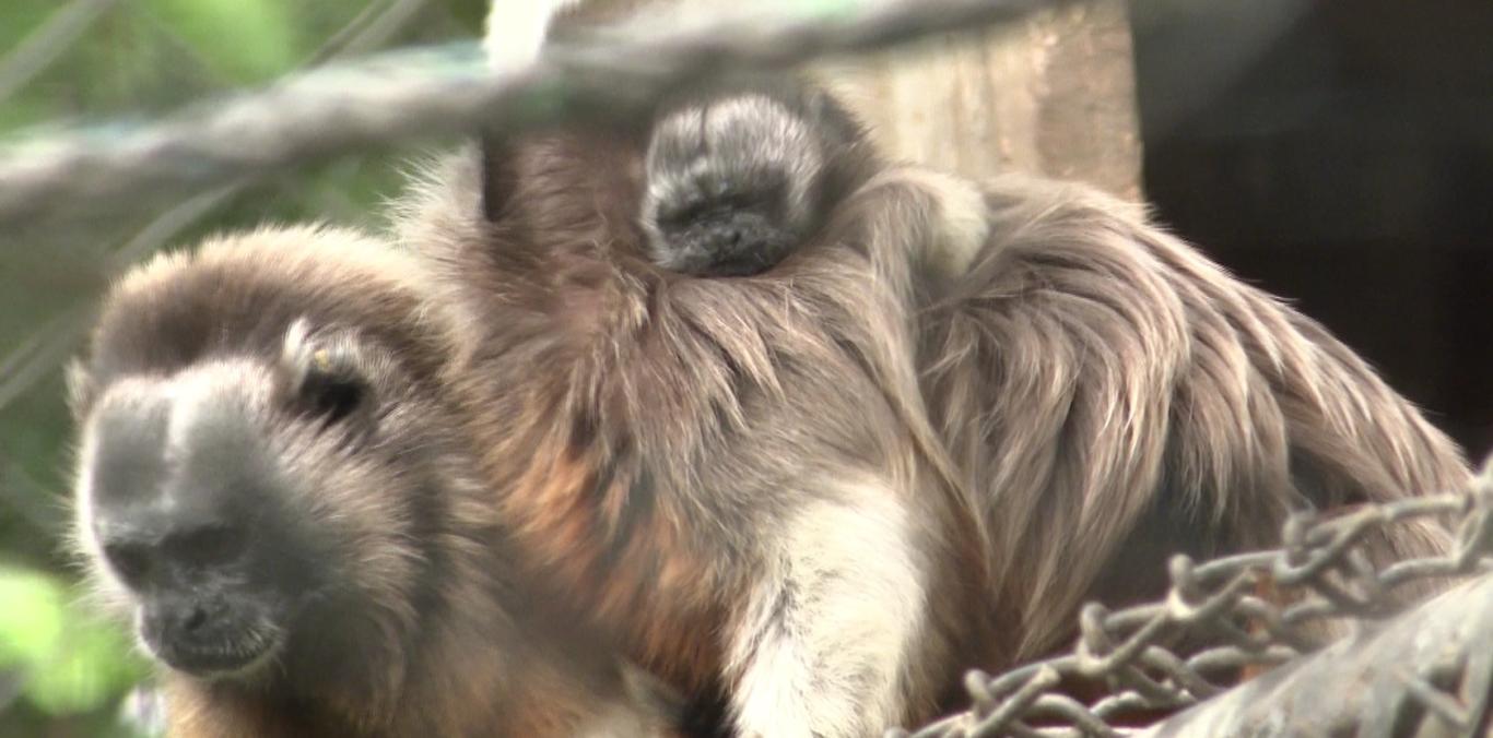 Es el segundo nacimiento de este primate que se registra en el resguardo La Rivera Zoo. Representa un gran logro para el medio ambiente y la fauna en el país, pues es una especie endémica de Colombia que se encuentra en peligro de extinción.