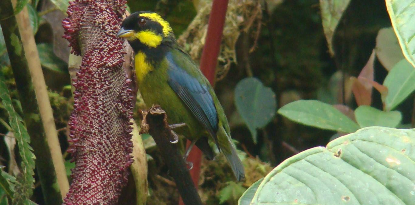 COLOMBIA BIRDFAIR 2022 REÚNE EL MAYOR NÚMERO DE EXPERTOS EN 8ª. VERSIÓN