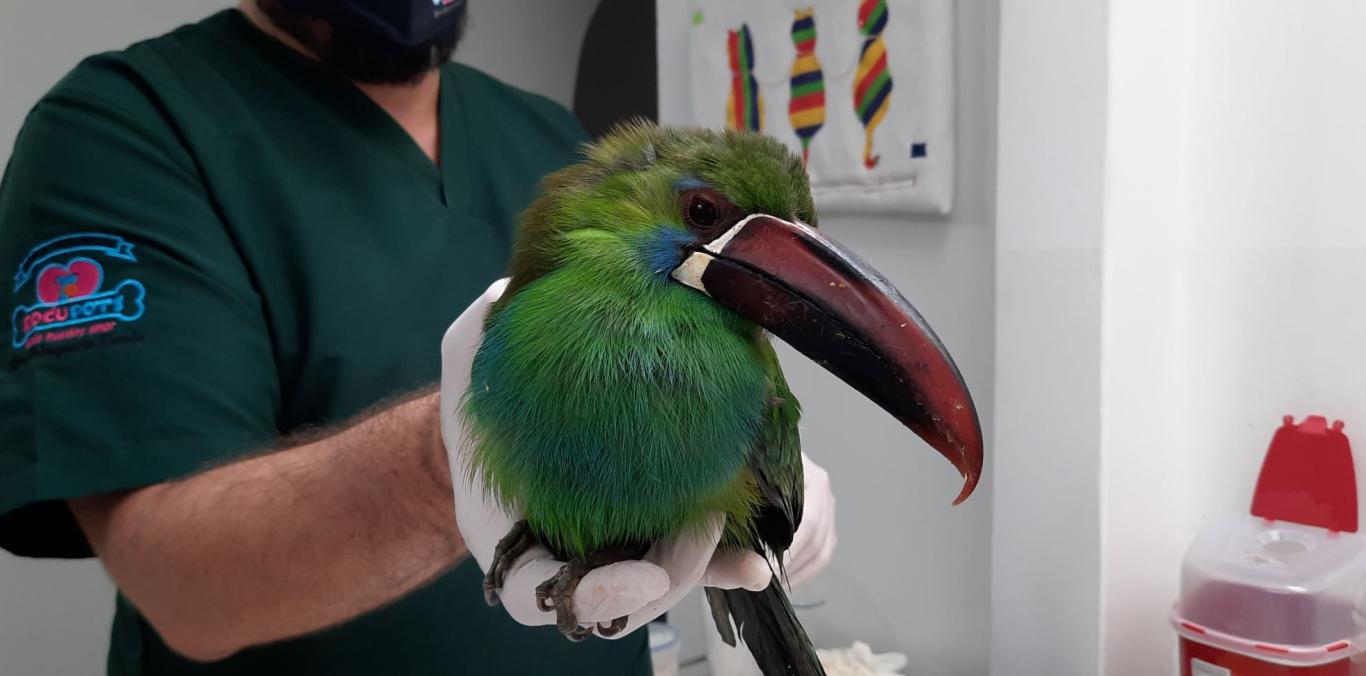 Gracias a un campesino, el ave fue rescatada en zona rural de El Cairo y entregada a la CVC, para ser remitida al Centro de Atención y Valoración de Fauna Silvestre San Emigdio, en Palmira.