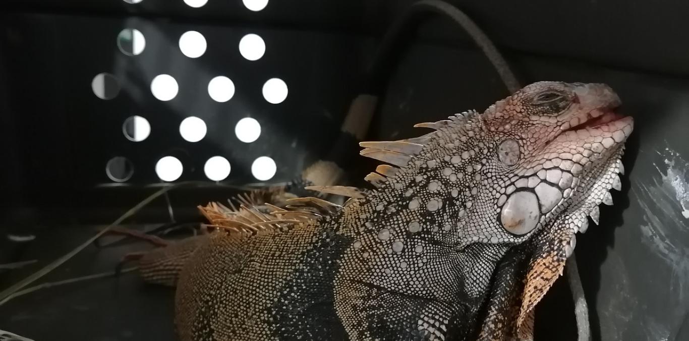 IGUANA FUE HERIDA POR VEHÍCULO EN DAGUA