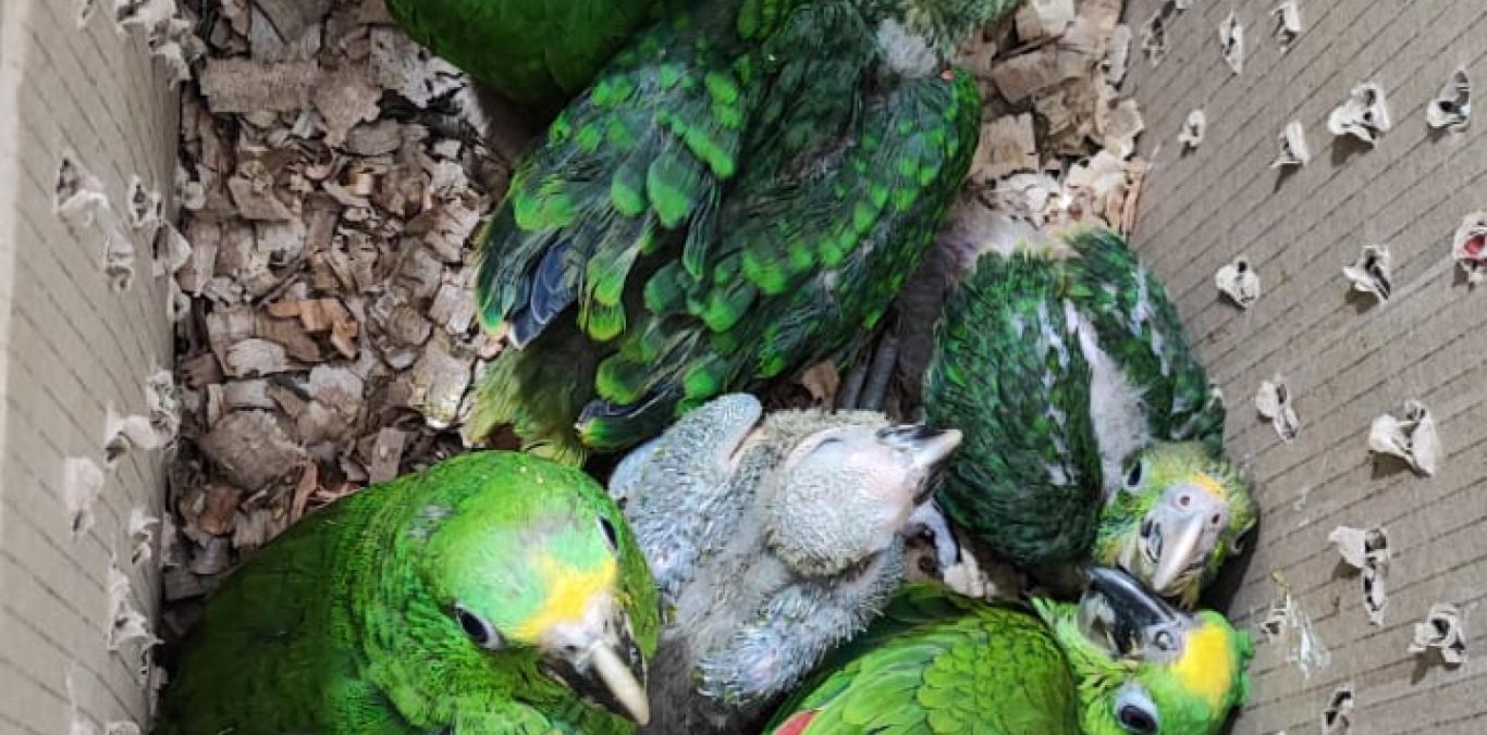 UNA GUACAMAYA Y SEIS LORAS REALES AMAZÓNICAS FUERON DECOMISADAS EN VÍA A OBANDO  