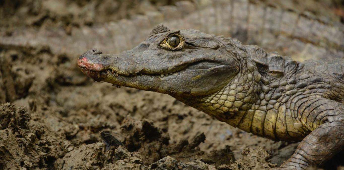 29 INDIVIDUOS DE FAUNA SILVESTRE FUERON LIBERADOS EN BUENAVENTURA