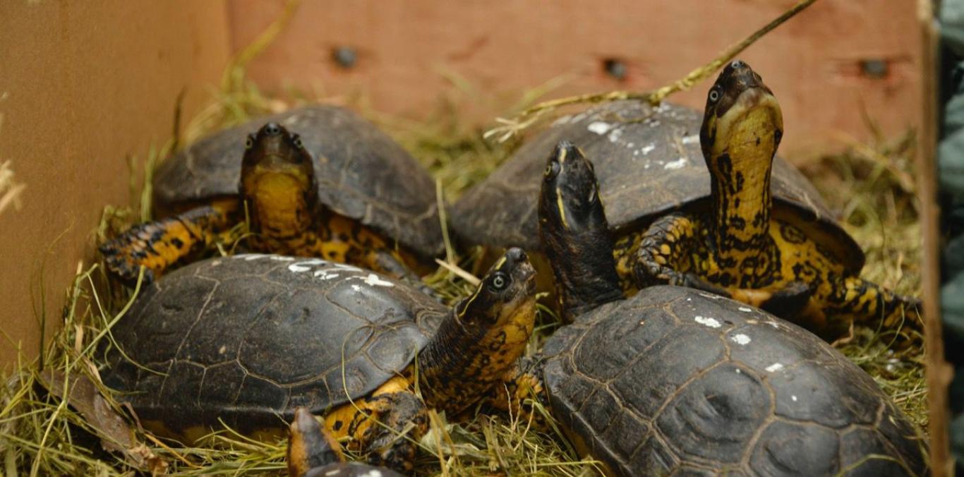 MASCOTISMO, SANCIONES Y BANCO GENÉTICO, EL DIÁLOGO URGENTE, PARA FRENAR EL TRÁFICO DE FAUNA: CORPORACIONES AUTÓNOMAS REGIONALES