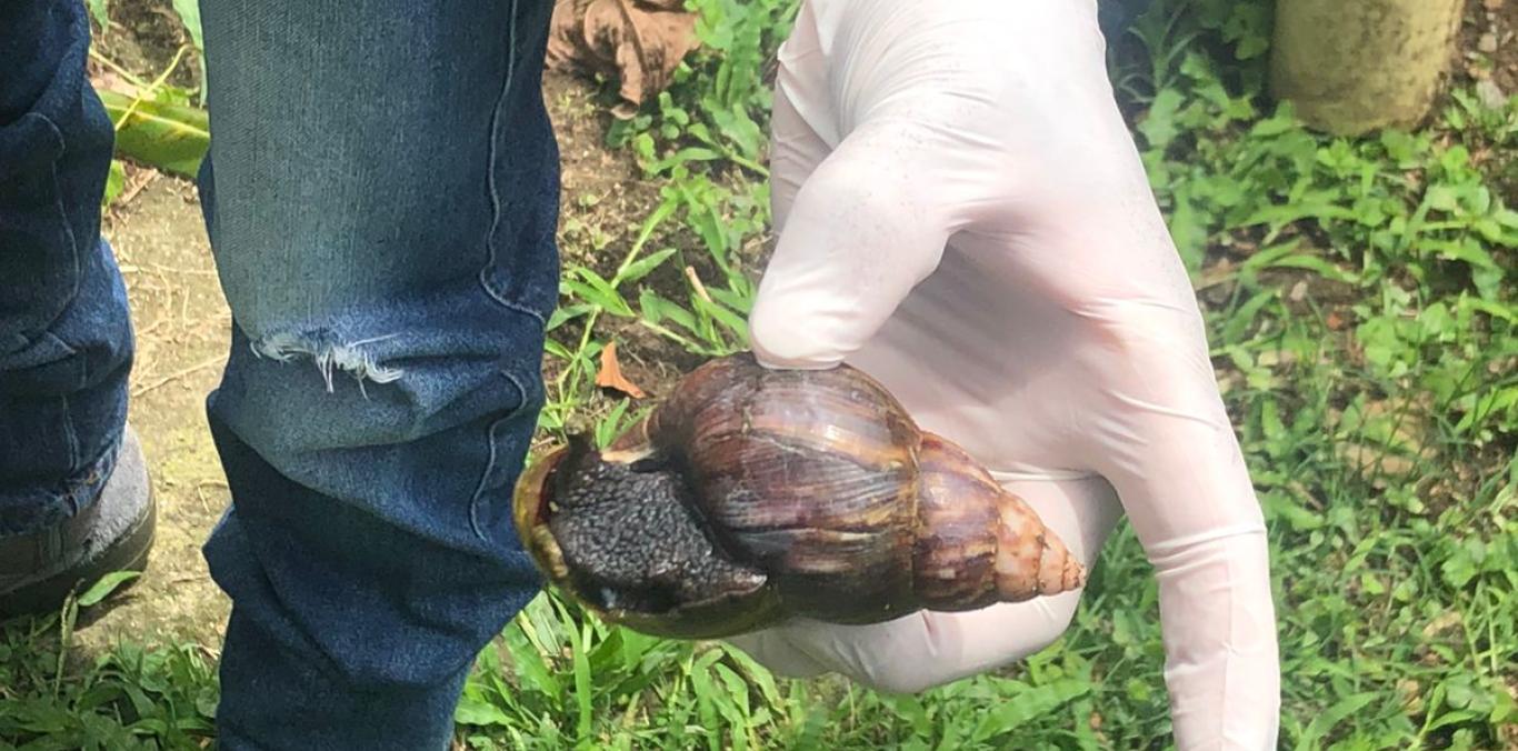 PROLIFERACIÓN DE CARACOLES AFRICANOS AUMENTA EN TEMPORADA DE LLUVIAS