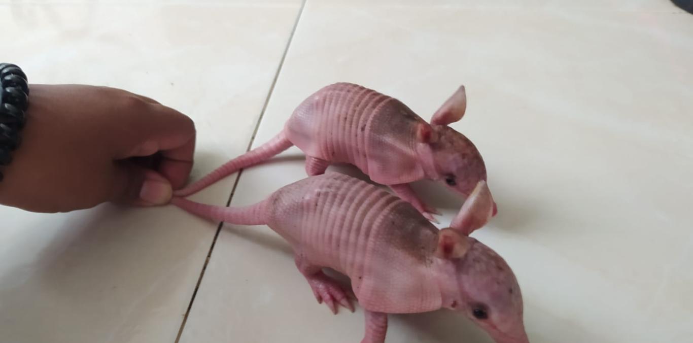 ARMADILLOS NEONATOS SERÁN CRIADOS POR LA CVC