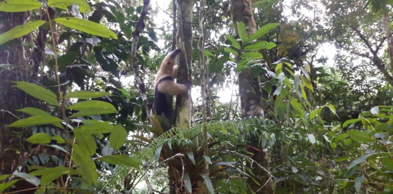 LA CVC RESCATÓ A UN OSO HORMIGUERO DE CHALECO EN ZONA URBANA DE CARTAGO 