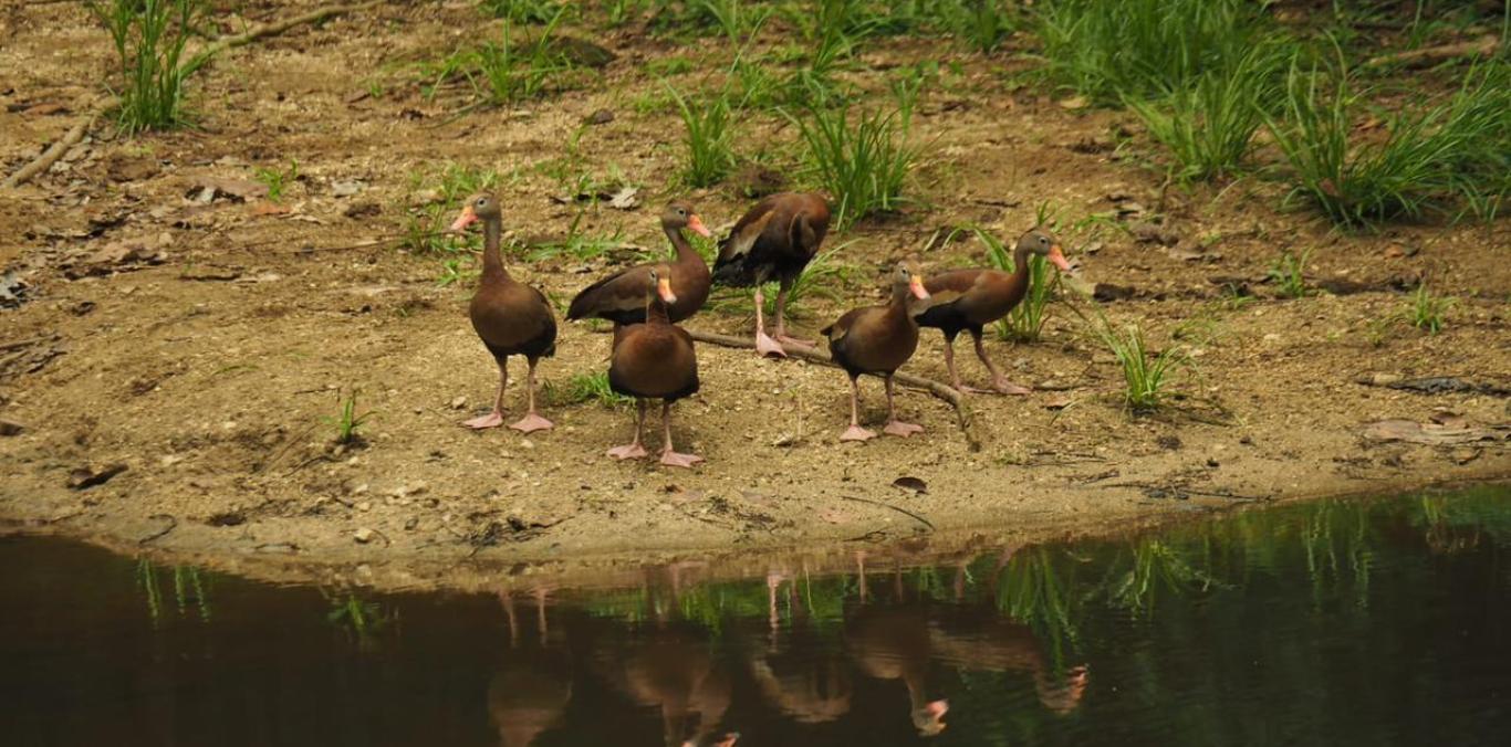 CVC, DAGMA y CORPAMAG DEVOLVIERON FAUNA SILVESTRE A SU HÁBITAT NATURAL 