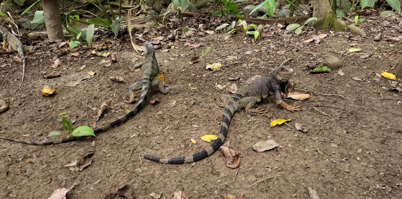 LA CVC INICIÓ CONTROL DE LA SOBREPOBLACIÓN DE IGUANAS EN EL PARQUE DE BOLÍVAR DE CARTAGO 