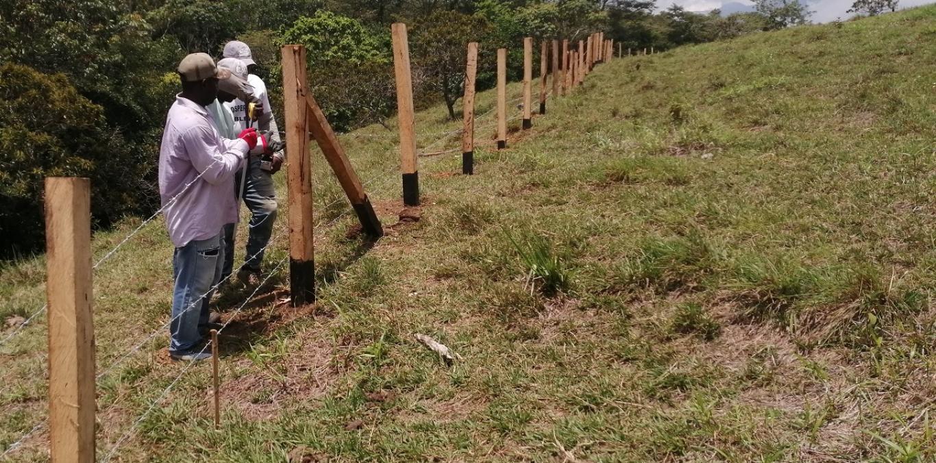 34.718 ÁRBOLES PARA LAS CUENCAS DE LOS RÍOS TIMBA Y CLARO