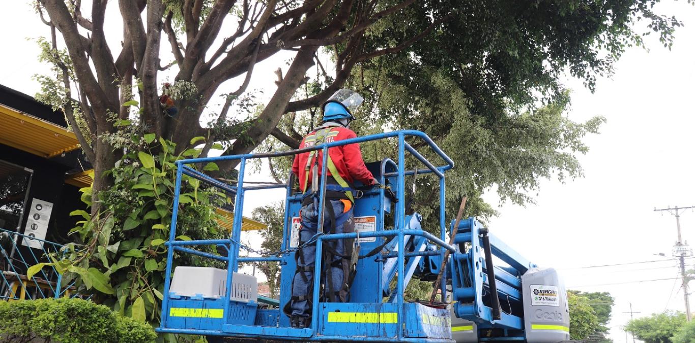 SE REUBICARON AVES EN ZONA RESIDENCIAL DE TULUÁ