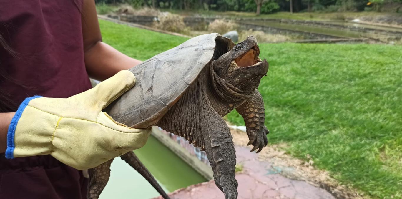 LAS TORTUGAS NO SON MASCOTAS