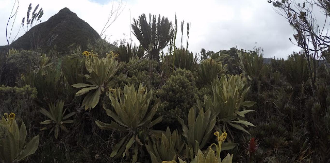 PÁRAMO DEL DUENDE SE AMPLIARÁ HACIA BOLÍVAR Y TENDRÁ 3577 HECTÁREAS MÁS 