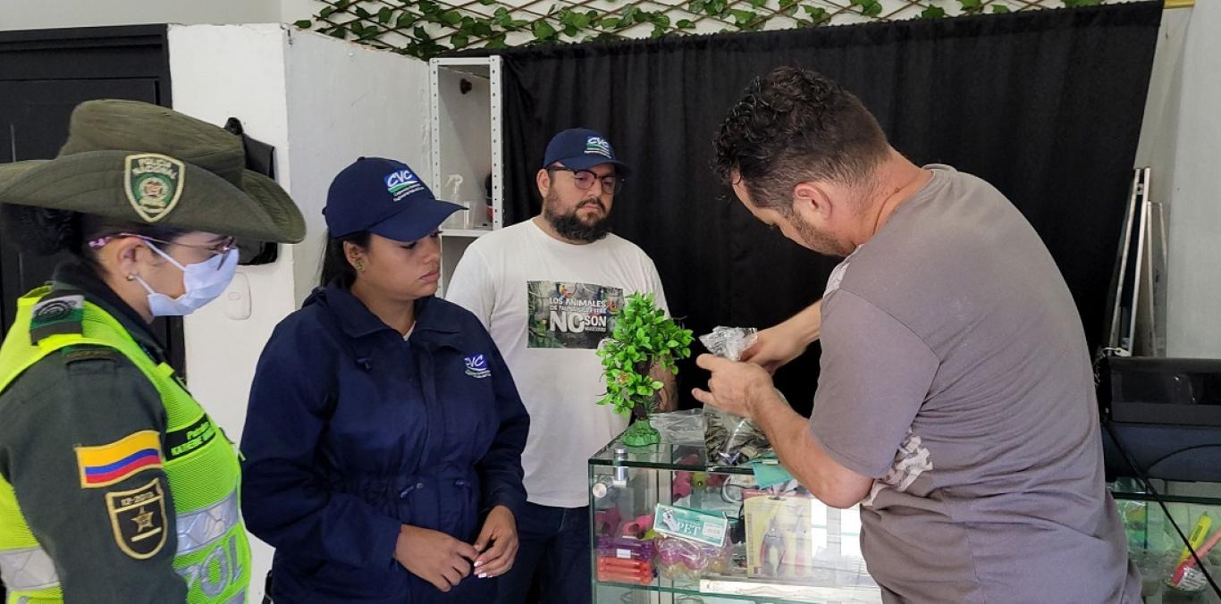 LA CVC Y LA POLICÍA AMBIENTAL DECOMISARON 42 ALEVINOS DE TIBURÓN PANGASIUS EN CARTAGO