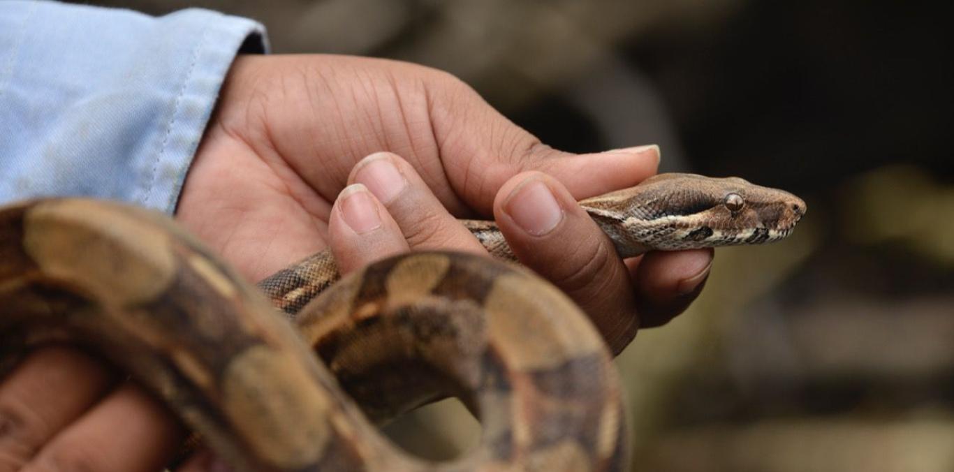 FAUNA SILVESTRE FUE PUESTA EN LIBERTAD EN BUENAVENTURA