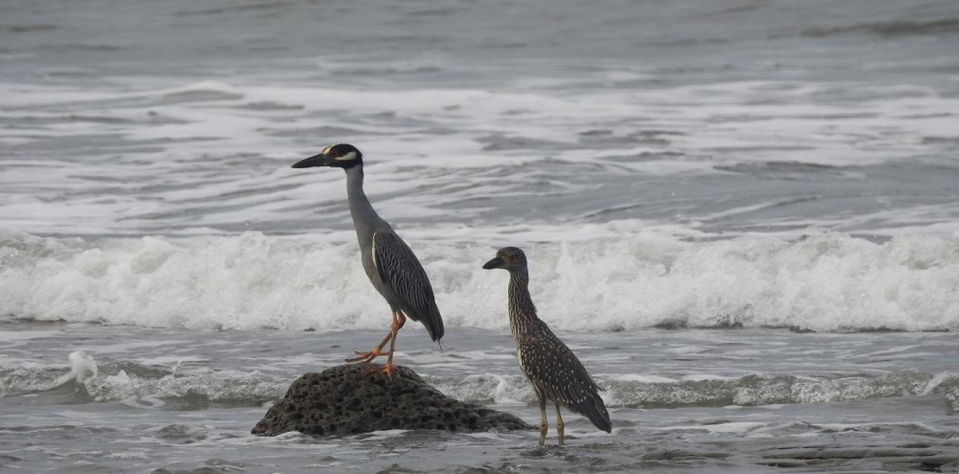 SE REFUERZA EL MONITOREO DE AVES EN BUENAVENTURA