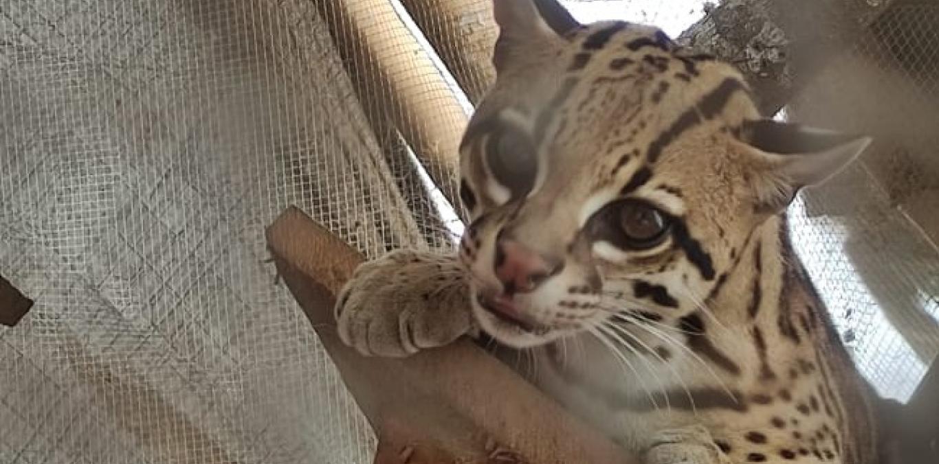 UNA OCELOTE ERA TENIDA COMO MASCOTA EN PANCE