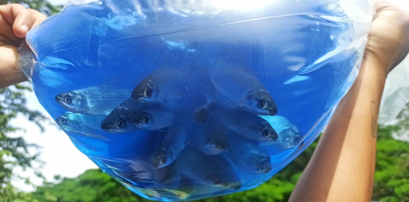 3000 PECES SE SEMBRARON EN EL HUMEDAL GUARE DE BOLÍVAR