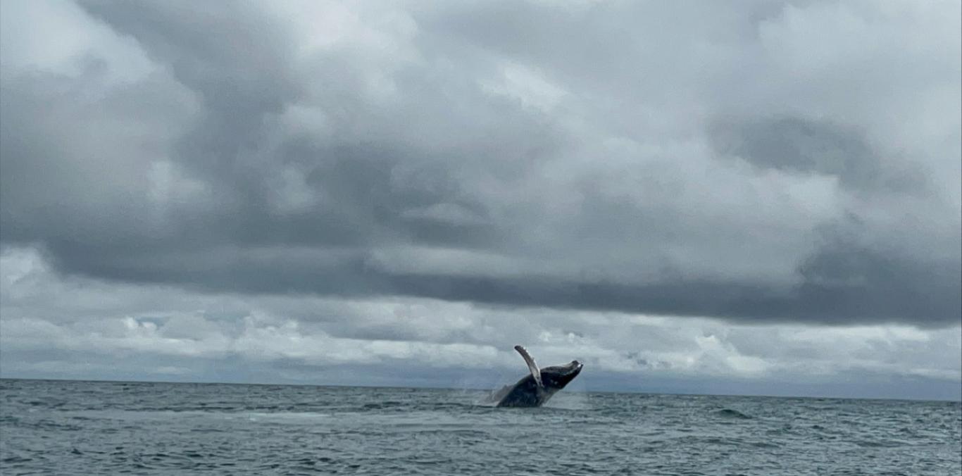 COMIENZA LA TEMPORADA DE BALLENAS EN BUENAVENTURA