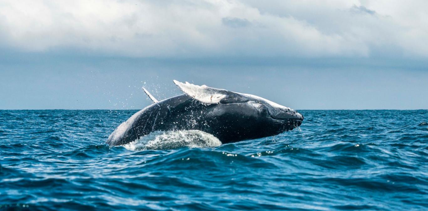 BALLENAS JOROBADAS Y DELFINES ROSADOS, CONOZCA MÁS SOBRE ESTAS ESPECIES Y CÓMO CUIDARLAS