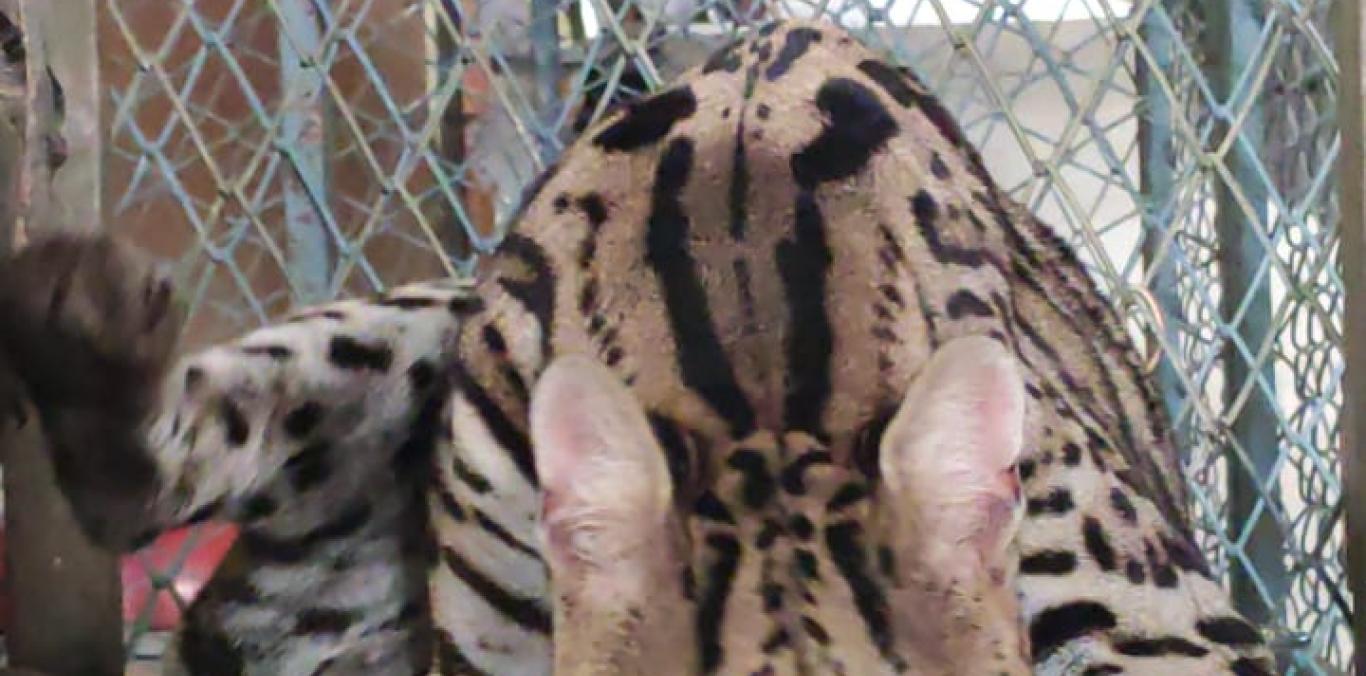 SIMÓN, EL HERMOSO OCELOTE QUE ERA TENIDO COMO MASCOTA EN UNA FINCA CERCANA A BUGA