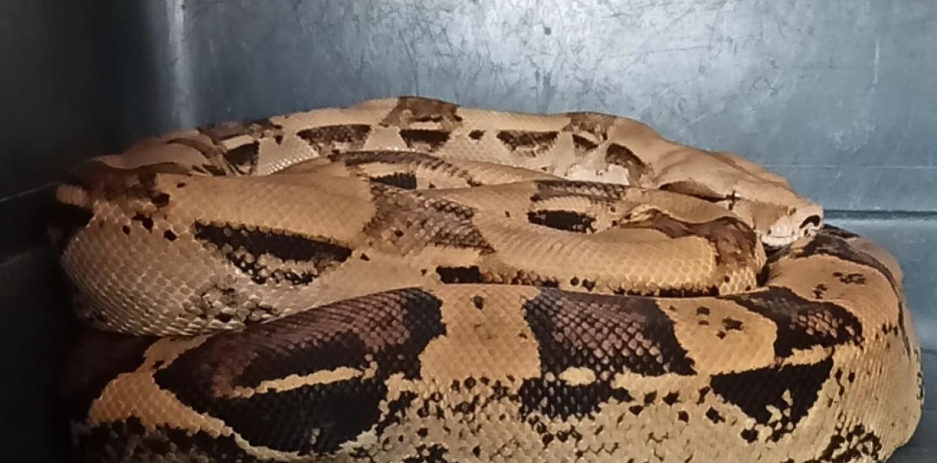 UNA SERPIENTE, PRIMA DE LA ANACONDA, MERODEABA UN PARQUE NATURAL REGIONAL EN EL CENTRO DEL VALLE