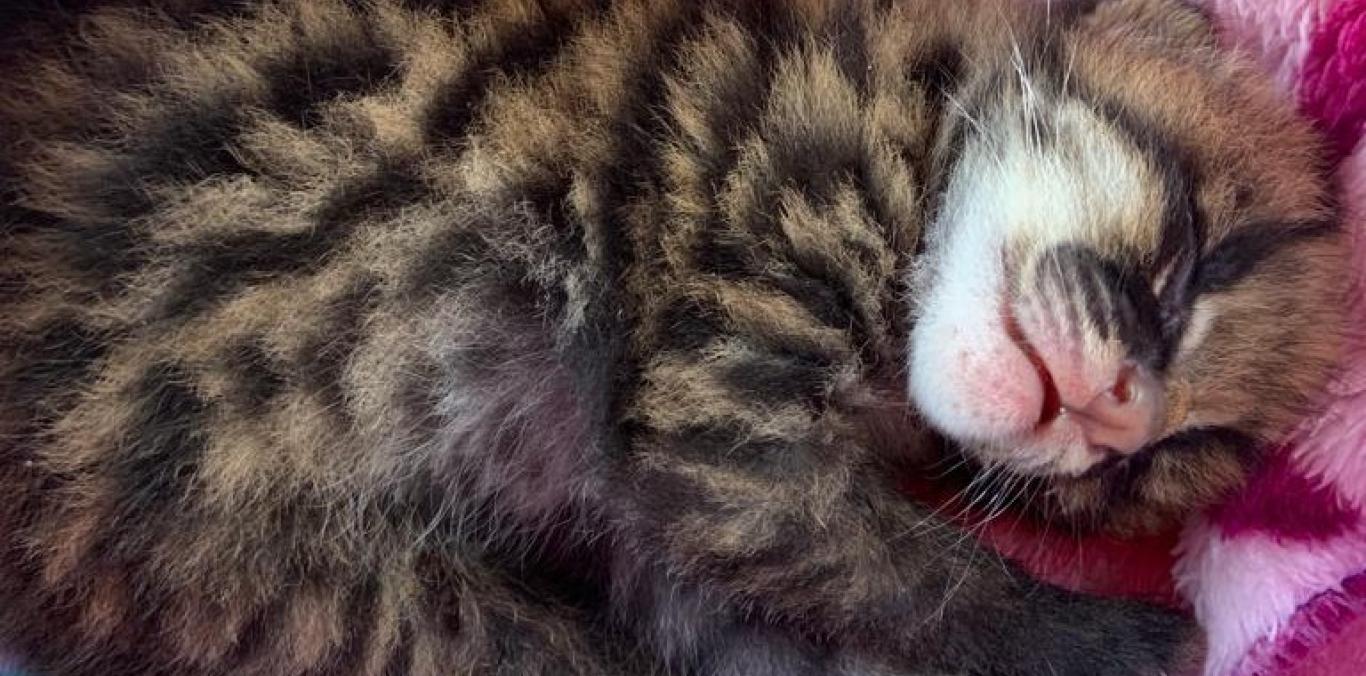 HALLAN CACHORRO DE FELINO DENTRO DE UN CAÑADUZAL EN TULUÁ