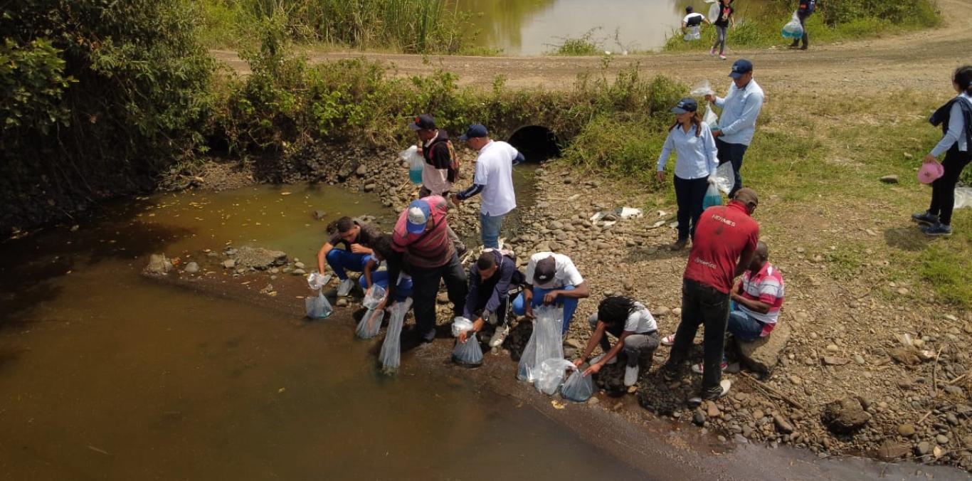 CVC HIZO LA SIEMBRA DE 10.000 ALEVINOS EN EL HUMEDAL LA BERTHA DE JAMUNDÍ