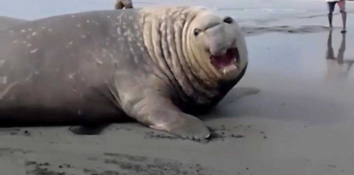 GRABAN ELEFANTE MARINO EN LA BARRA, COSTA PACÍFICA VALLECAUCANA