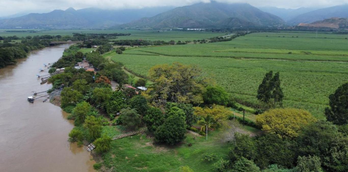 BUSCAN SALVAR UNA DE LAS CEIBAS MÁS GRANDES DEL VALLE DEL CAUCA 