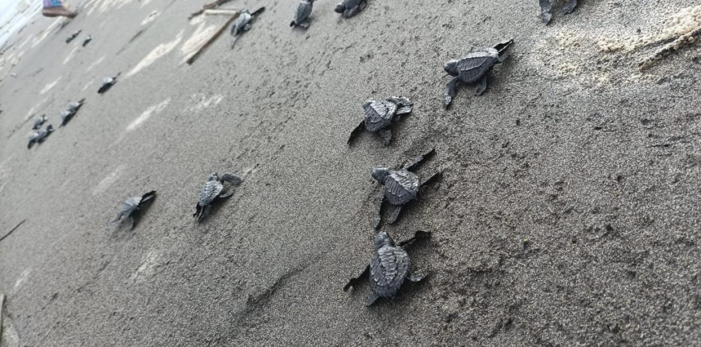 282 TORTUGAS MARINAS PARTIERON HACIA LA LIBERTAD DESDE LAS COSTAS VALLECAUCANAS