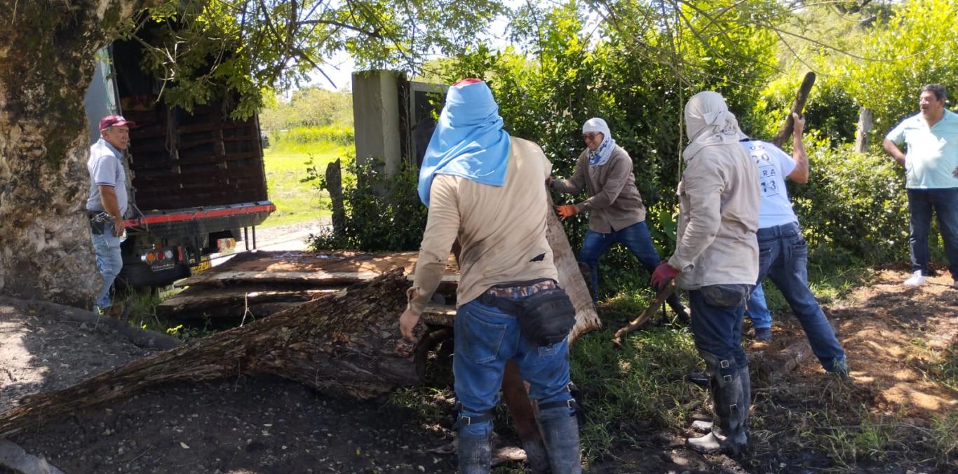 LA POLICÍA AMBIENTAL DE CARTAGO SUSPENDIÓ UNA QUEMA ILEGAL DE CARBÓN VEGETAL EN ANSERMANUEVO 