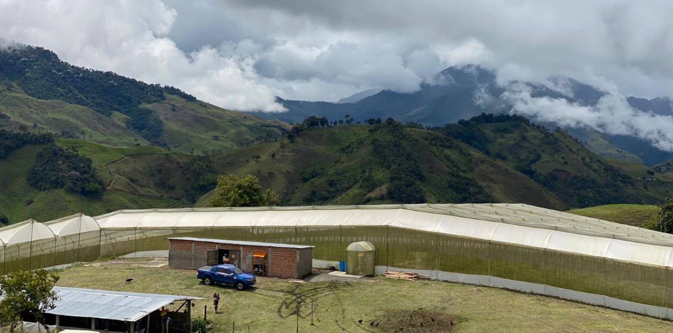 INDÍGENAS DE EL DOVIO ELABORAN PRODUCTOS MEDICINALES A BASE DE PLANTAS