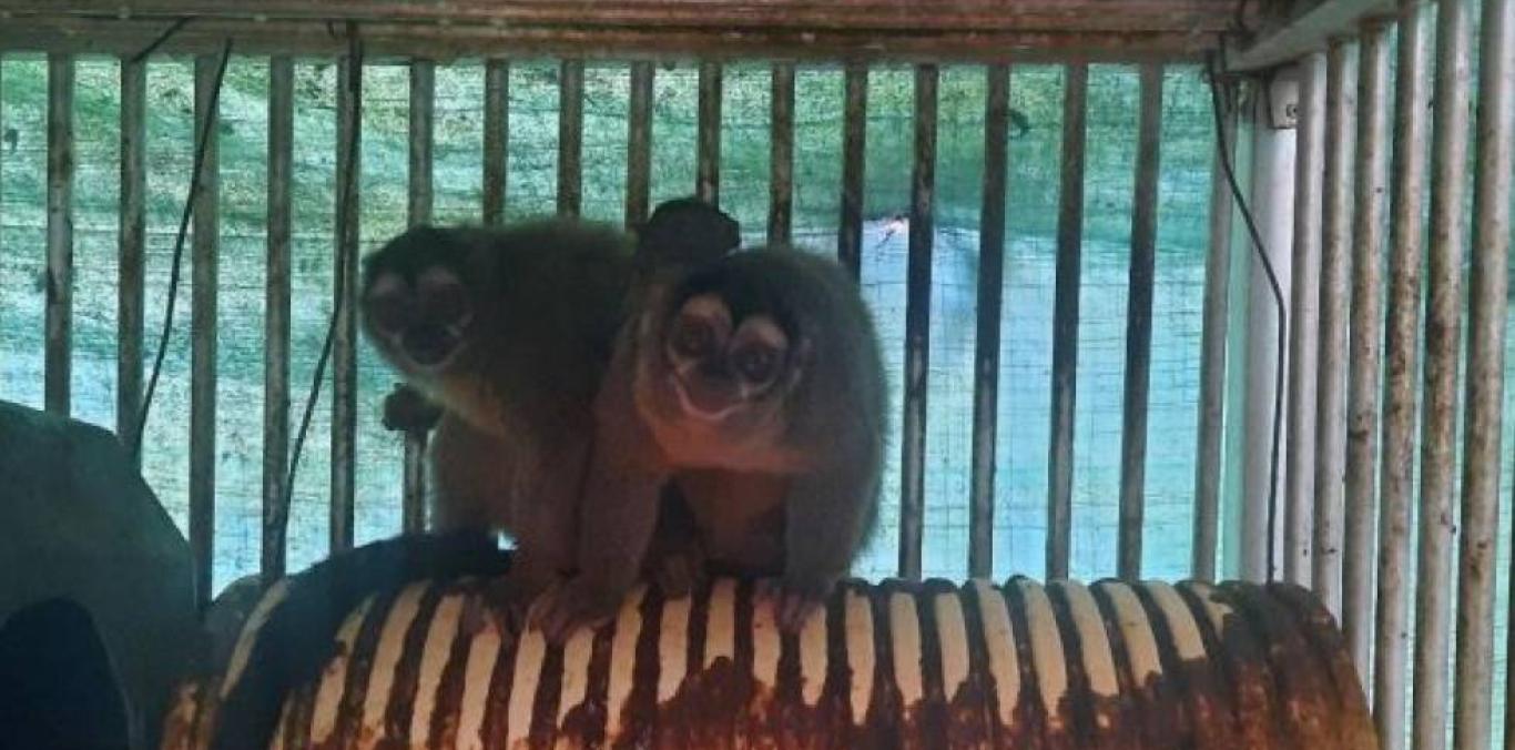 CVC INICIÓ PROCEDIMIENTO SANCIONATORIO CONTRA CENTRO QUE EXPERIMENTA CON PRIMATES