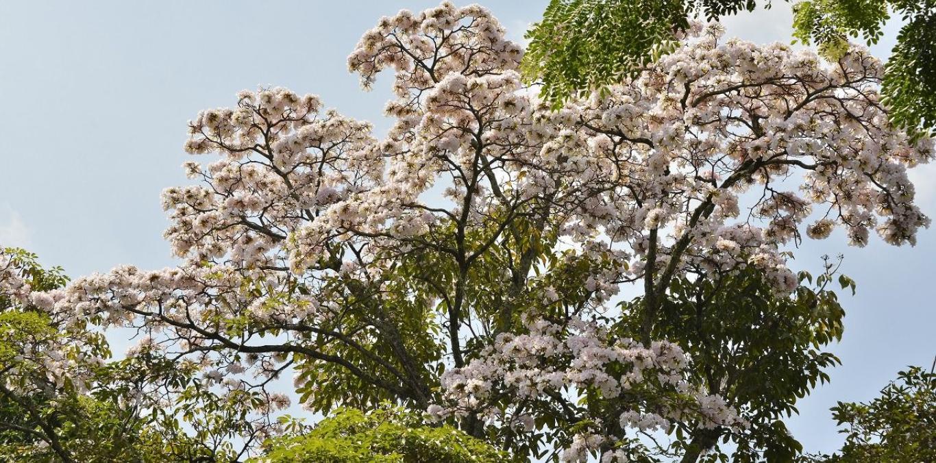 GUAYACANES PINTAN DE MÚLTIPLES COLORES LA SUCURSAL DEL CIELO