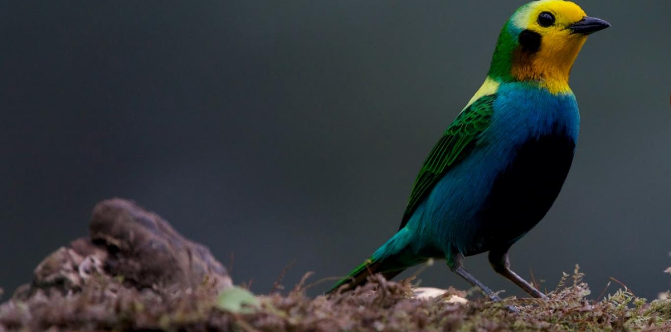 COLOMBIA BIRDFAIR 2023 TENDRÁ AVISTAMIENTO DE AVES EN EL VALLE DEL CAUCA Y 3 DEPARTAMENTOS