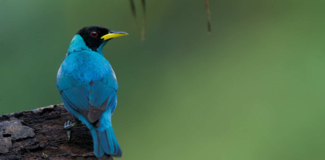 Más de 400 participantes en las charlas académicas y 300 inscritos en las salidas de avistamiento de aves a 10 destinos del Valle del Cauca. 