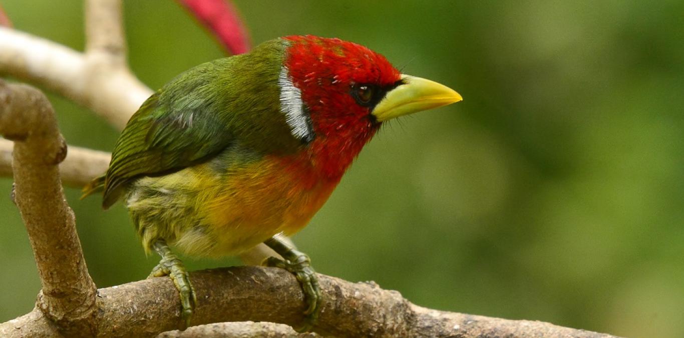 Del 16 al 19 de febrero colombianos y extranjeros disfrutarán de la avifauna de nuestro país, en las salidas de avistamiento programadas en el Valle del Cauca. La 9° Feria Internacional de Aves, Colombia Birdfair 2023, es un gran aliado de los varios emprendimientos e iniciativas de turismo de naturaleza en el Valle, que abren sus puertas a los amantes de las aves. Tendrán la posibilidad de observar más de 200 especies, entre ellas, 10 de colibríes.