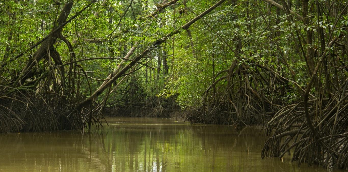 Las Corporaciones Autónomas Regionales del Pacífico, pertenecientes a esta comisión interinstitucional, estuvieron reunidas en el Centro de Educación Ambiental San Emigdio en Palmira para definir acciones en los procesos de educación ambiental.