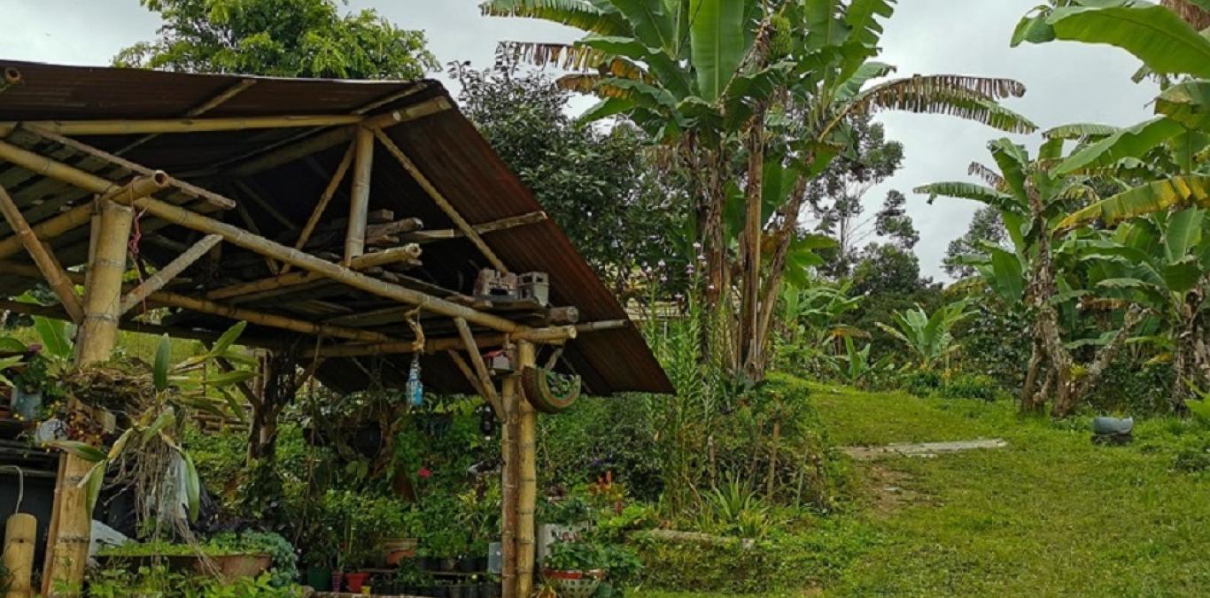 En la vereda Alto Pijao se adecuó una finca con multisenderos y plataformas para la práctica de avistamiento de aves y conexión con la naturaleza.