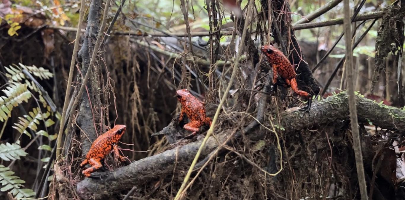 Gracias al trabajo articulado entre autoridades ambientales, las especies decomisadas fueron liberadas en su zona de distribución natural, junto con mil alevinos.