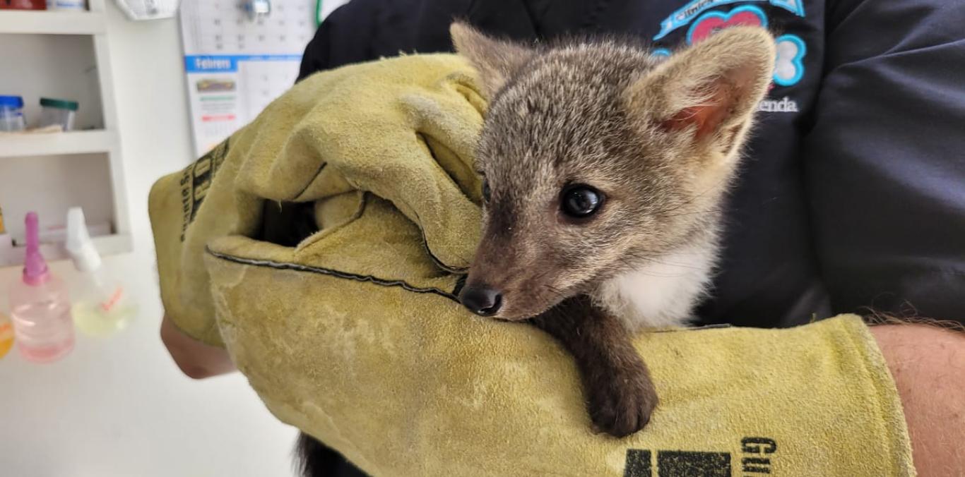 CVC ATENDIÓ A UN ZORRITO CAÑERO BEBÉ, RESCATADO POR LA POLICÍA ENTRE CARTAGO Y ANSERMANUEVO