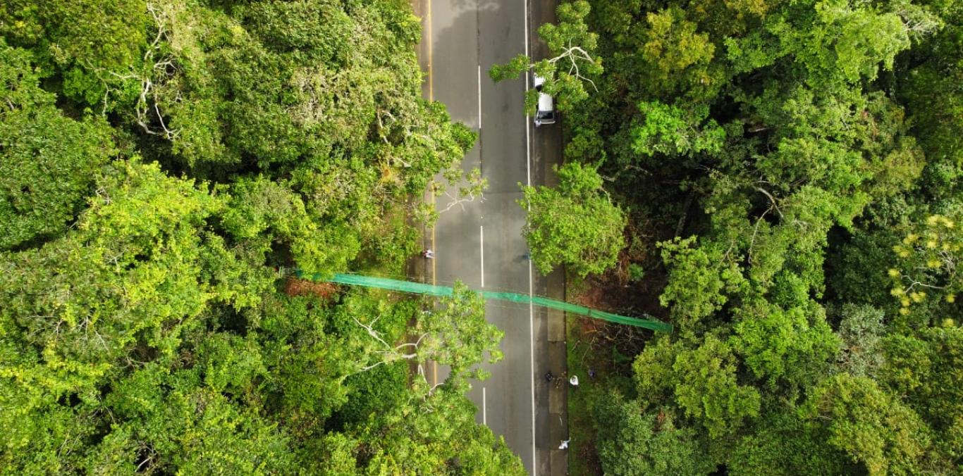 SE RESTAURÓ EL PASO DE FAUNA SILVESTRE AÉREO DE LA RESERVA BOSQUE DE YOTOCO