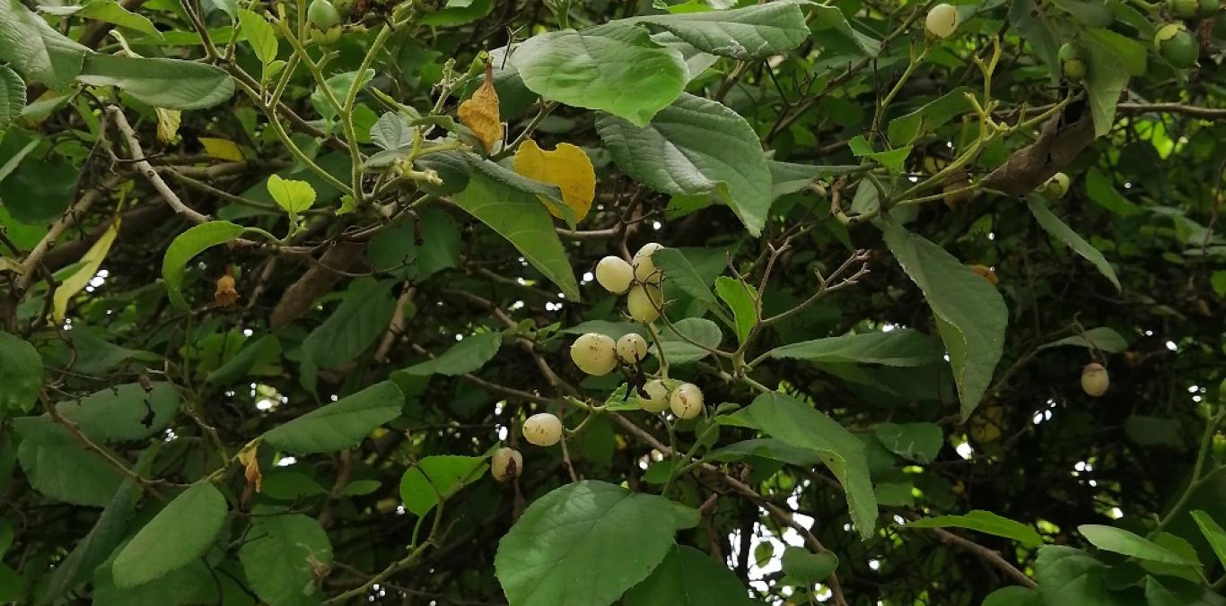 EN ZONA RURAL DE PALMIRA, SE PEGARON AL 'BIYUYO'