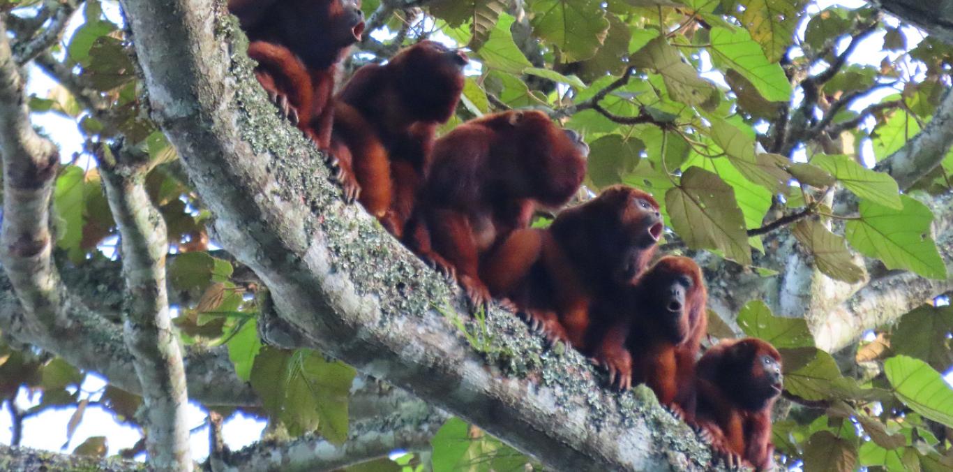 RESERVA FORESTAL DE YOTOCO: FÁBRICA DE AGUA, PULMÓN Y REFUGIO DE BIODIVERSIDAD PARA EL VALLE DEL CAUCA