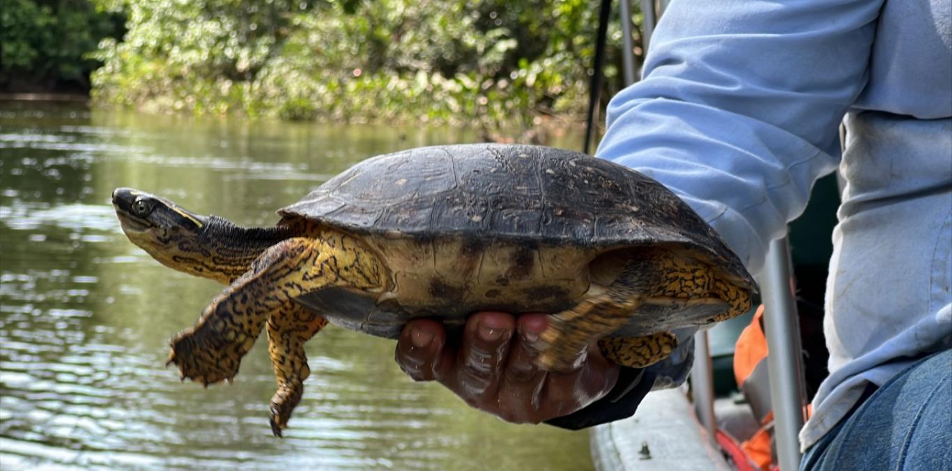 FUERON LIBERADOS CASI CIEN ANIMALES SILVESTRES EN BUENAVENTURA