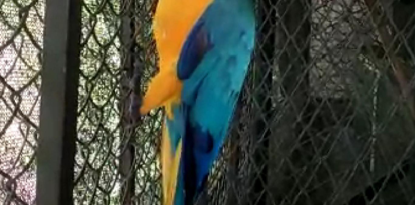 HERMOSA GUACAMAYA EN CAUTIVERIO FUE ENTREGADA A LA CVC