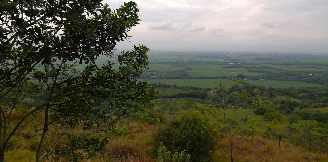 FUENTE HÍDRICA EN PALMIRA ES PROTEGIDA, GRACIAS A TRABAJOS DE AISLAMIENTO Y REFORESTACIÓN