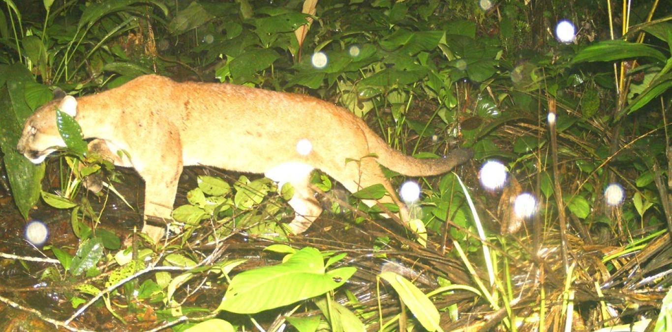 COMUNIDAD DE BUENAVENTURA QUIERE SABER MÁS SOBRE SU FAUNA SILVESTRE, USANDO LA TECNOLOGÍA 