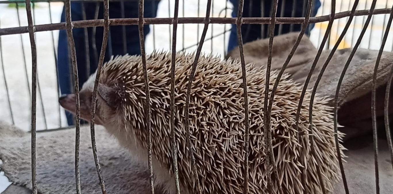 UNA SEGUNDA OPORTUNIDAD TENDRÍAN CUATRO ANIMALES DE LA FAUNA SILVESTRE